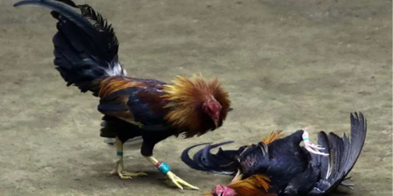 Nâng cao cơ hội chiến thắng trong đá gà cựa dao 99OK